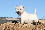 WESTIE 233